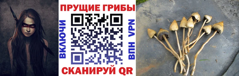 Купить закладки  Амурск  Псилоцибиновые грибы MAGIC MUSHROOMS 